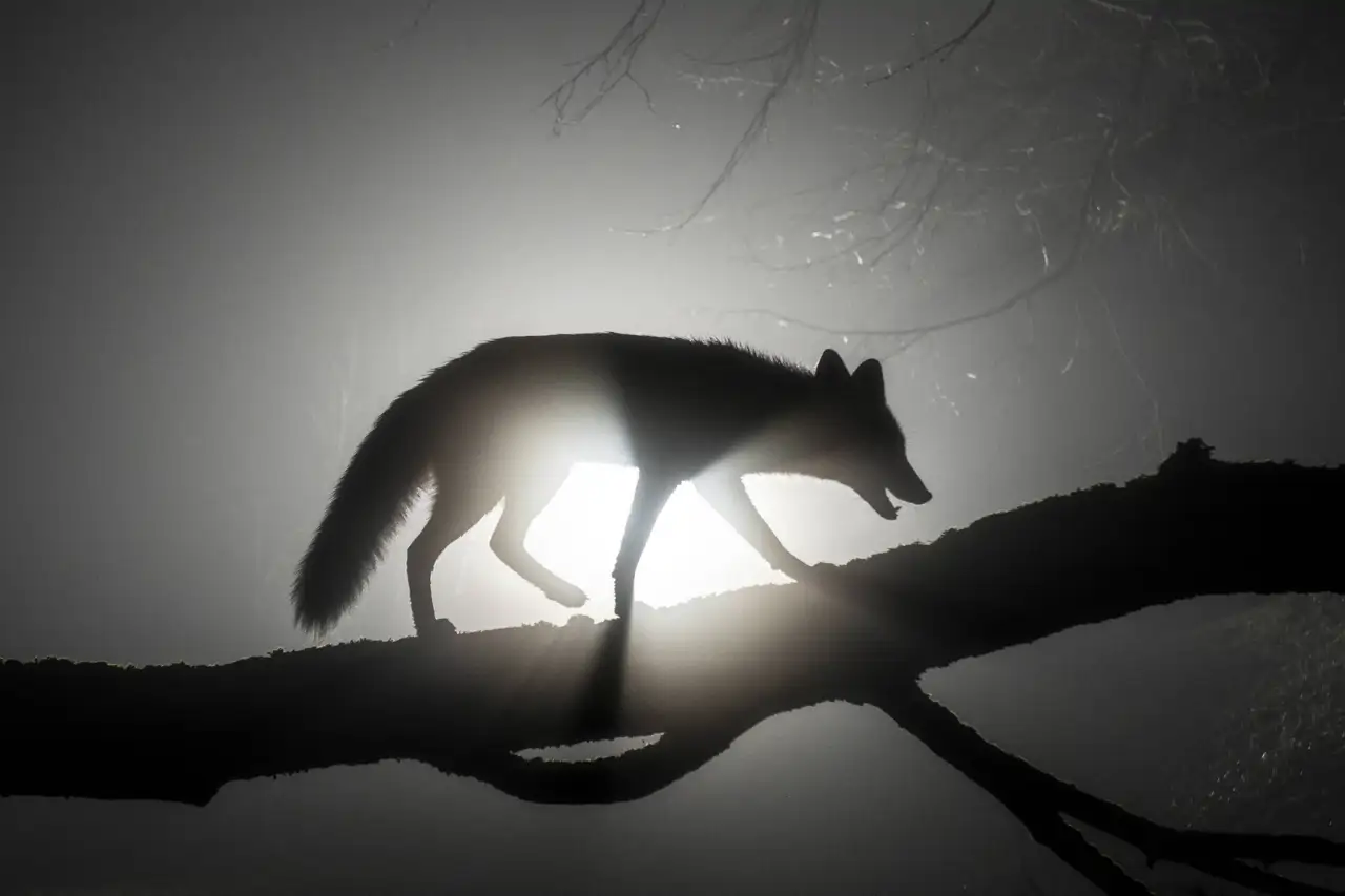 9-female-red-fox-vulpes-vulpes-walking-along-tree-trunk-in-heavy-fog-at-night-milan-radisics-naturepl-com-cordon-press_c982f643_250605174954_1280x853.webp