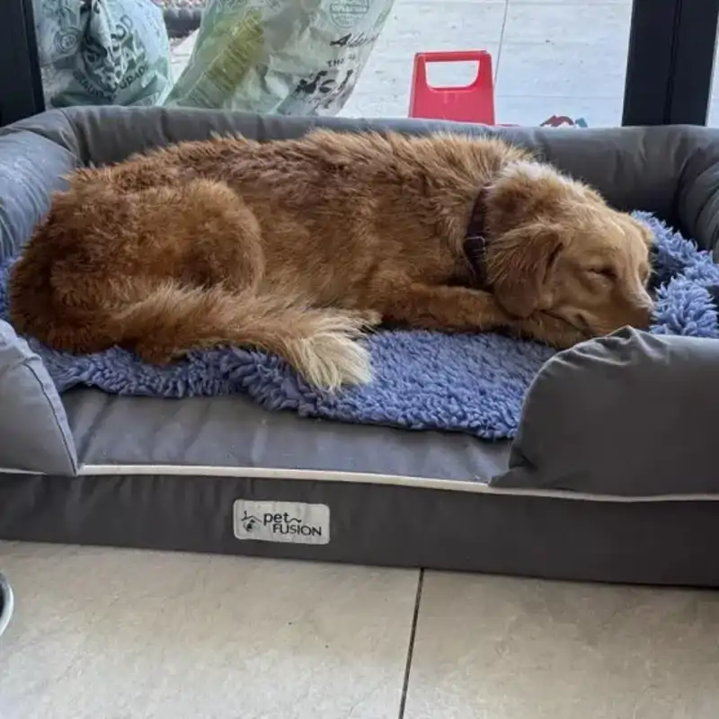La increíble travesía de Amber: la perrita que cruzó mares y bosques para volver a casa