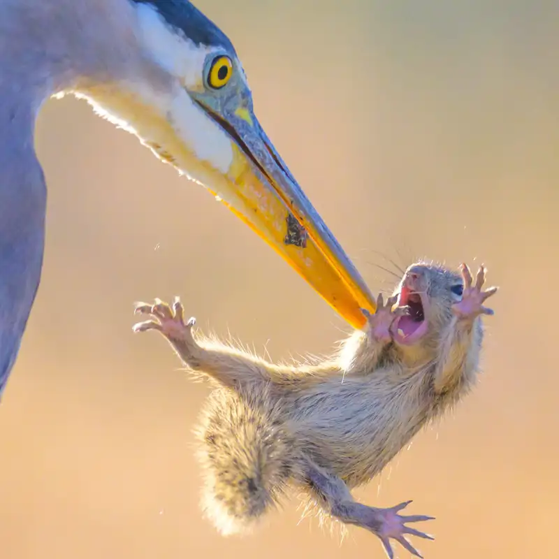 Los dúos más icónicos del reino animal: 12 fotos de encuentros sorprendentes