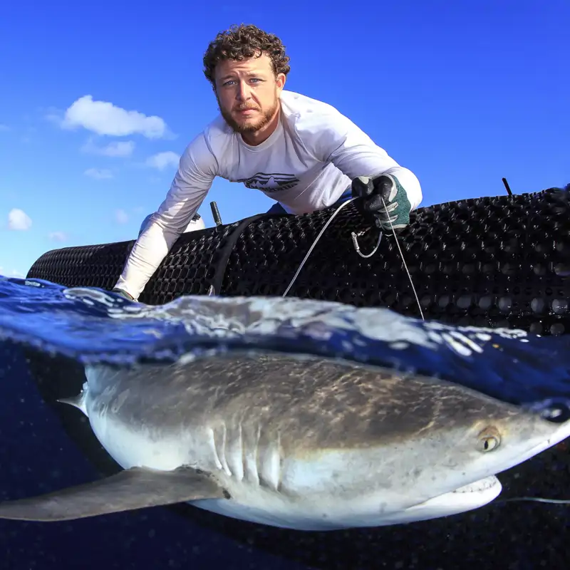 400 científicos están siguiendo a los grandes tiburones para salvar los océanos, esto es lo que han aprendido