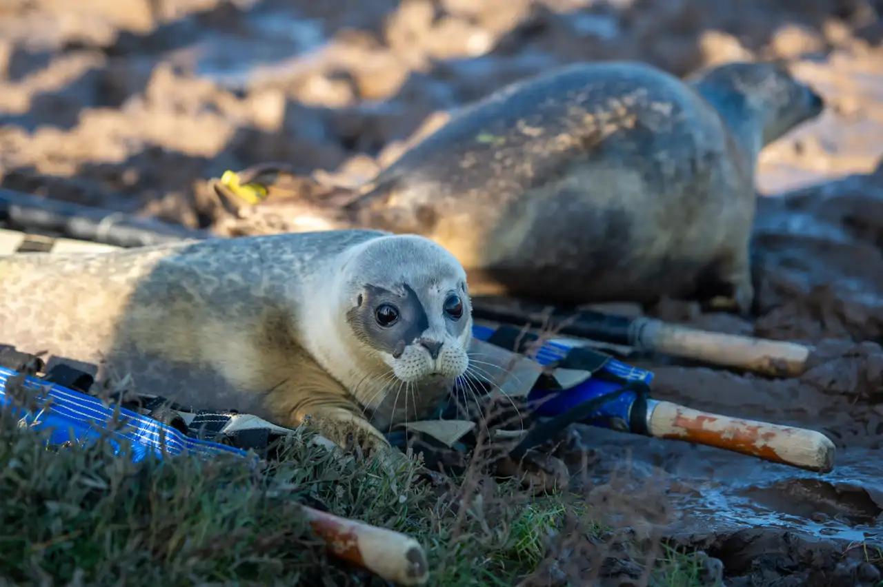 12  Seal pups Buckbeak and Pixie are released back into the wild near Sutton Bridge in Lincolnshire (PA Wire, PA Images, Cordon Press) v2