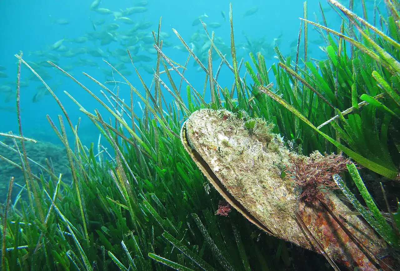 Nacra en una pradera de Posidonia