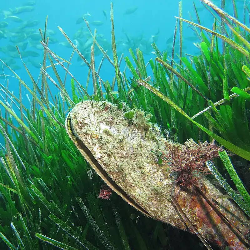 Esta especie endémica del Mediterráneo se encuentra en peligro en extinción y Cataluña podría ser su última esperanza