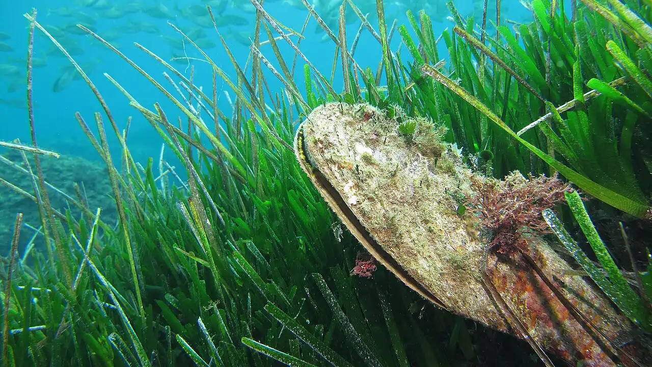 Esta especie endémica del Mediterráneo se encuentra en peligro en extinción y Cataluña podría ser su última esperanza
