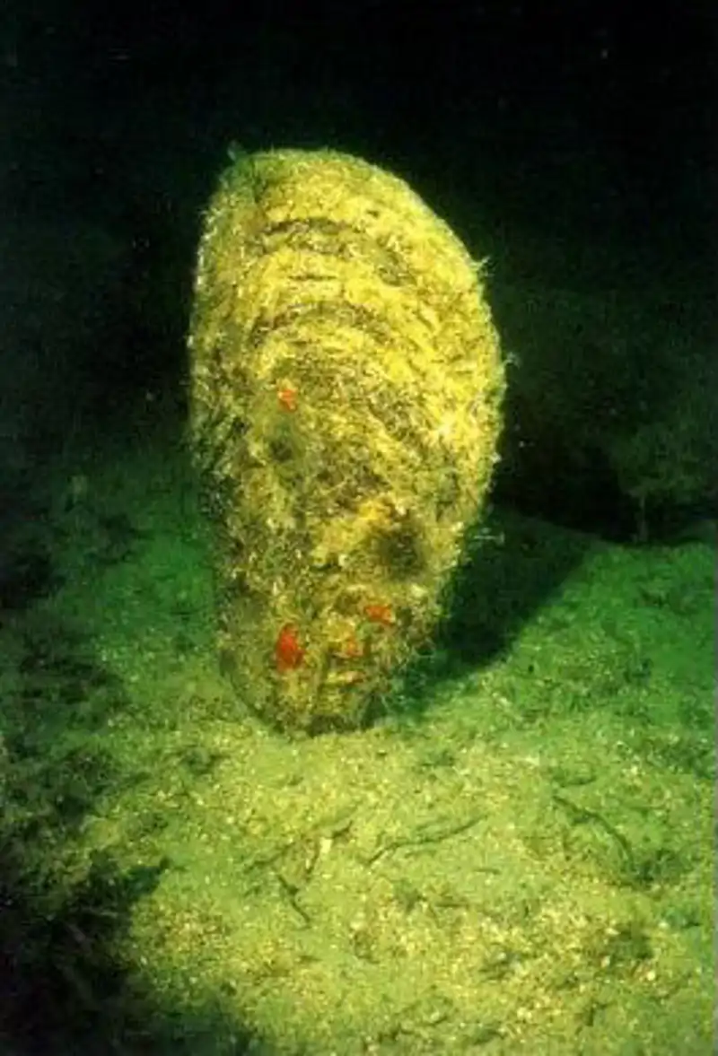 Pinna nobilis