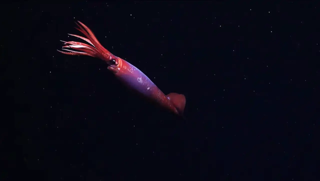 En las gélidas aguas cercanas a la Antártida, un vehículo teledirigido ha avistado recientemente al escurridizo calamar Gonatus antarcticus. Es la primera vez que este calamar se ve vivo.