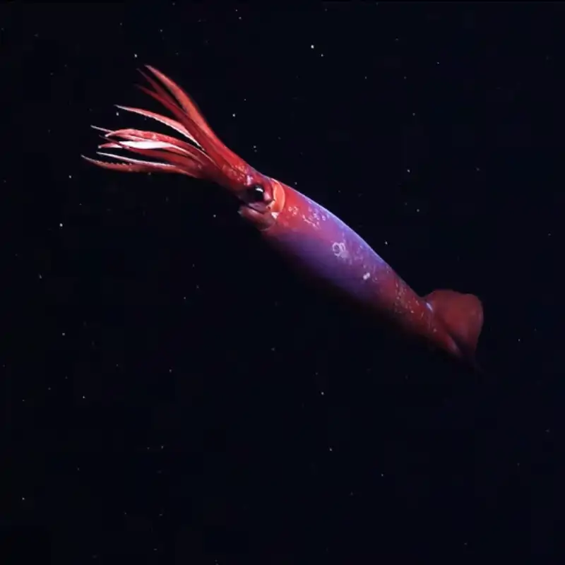 Nunca antes habíamos visto con vida a este raro calamar en su hábitat natural (hasta ahora)