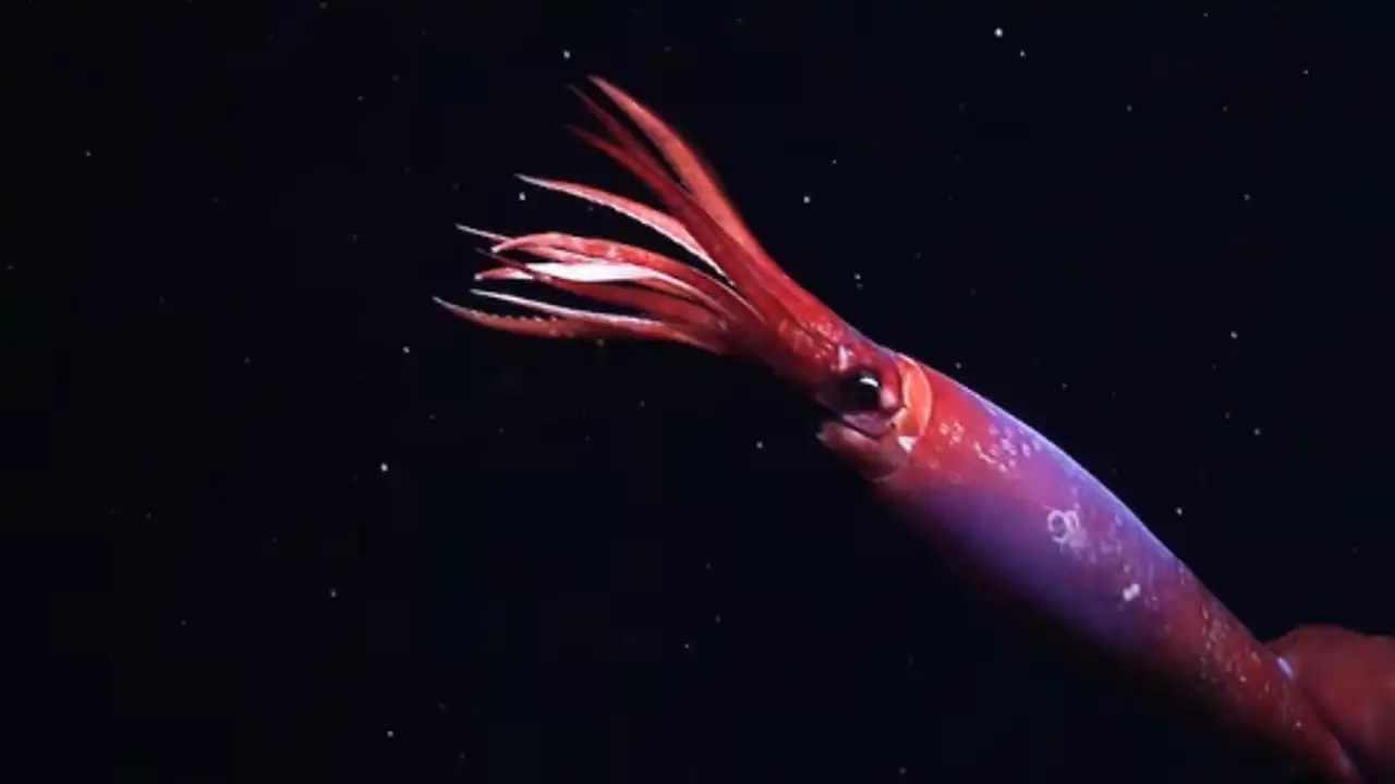 Nunca antes habíamos visto con vida a este raro calamar en su hábitat natural (hasta ahora)