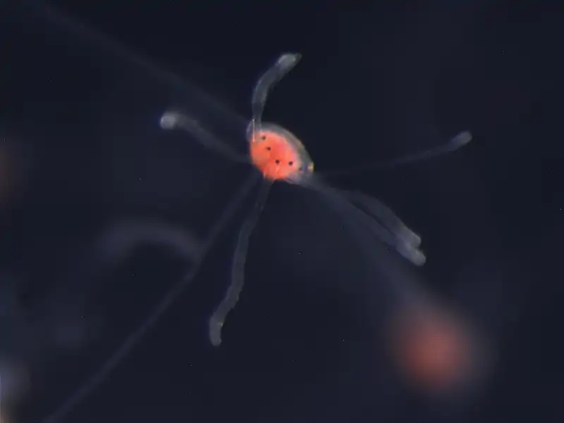 Estructura de los ojos
