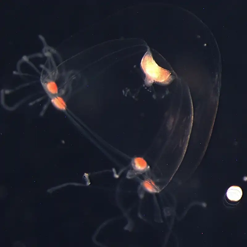 Esta medusa de 28 ojos podría ayudar a reescribir la historia evolutiva de nuestra visión