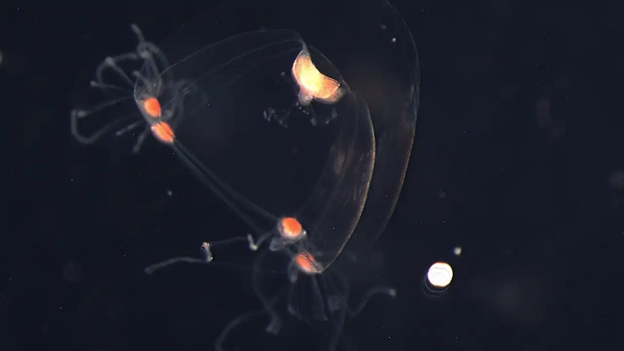 Esta medusa de 28 ojos podría ayudar a reescribir la historia evolutiva de nuestra visión