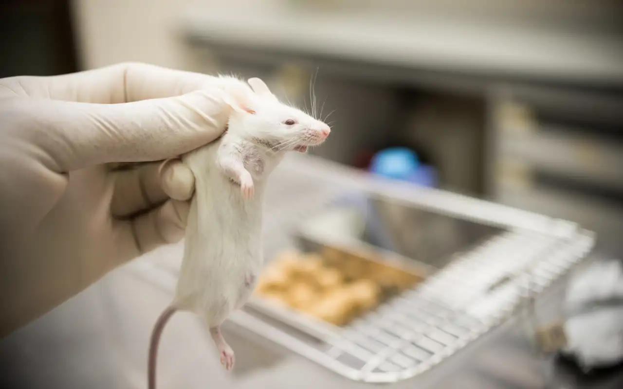 Ratones de laboratorio