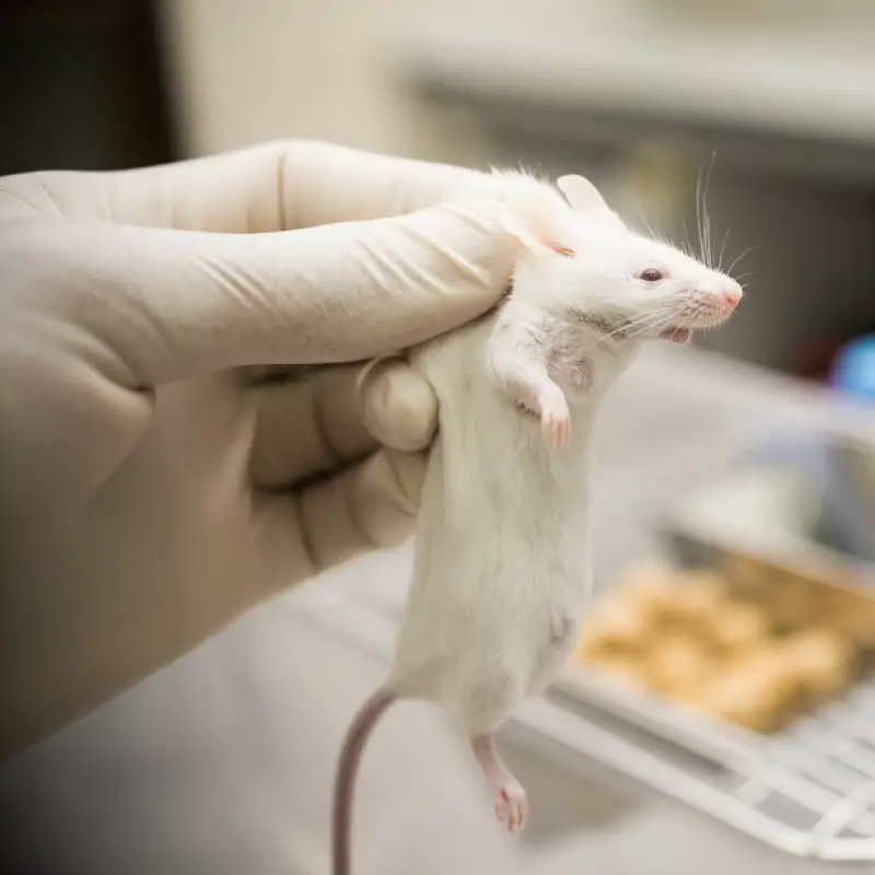 Investigadores españoles logran un inédito avance contra la alopecia