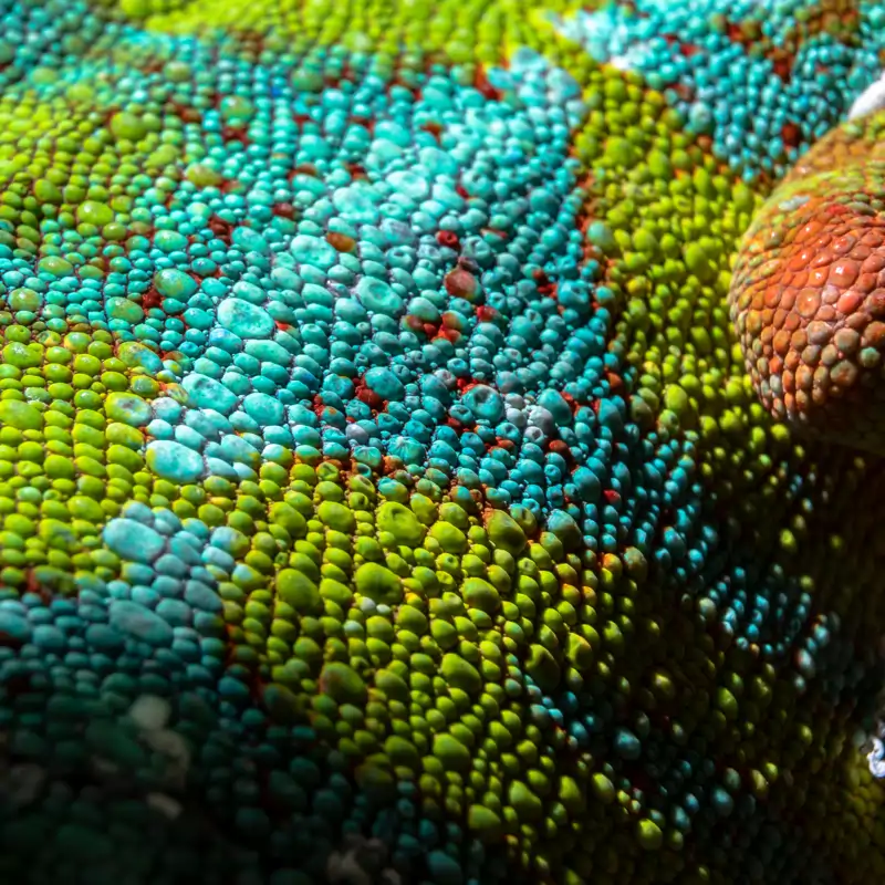 Los patrones más fascinantes del mundo animal: 9 fotos para observar la naturaleza al detalle