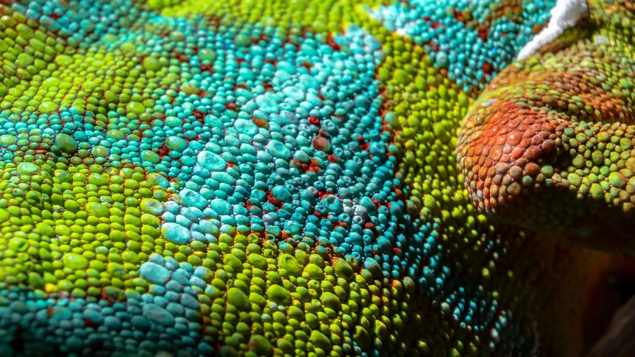 Los patrones más fascinantes del mundo animal: 9 fotos para observar la naturaleza al detalle