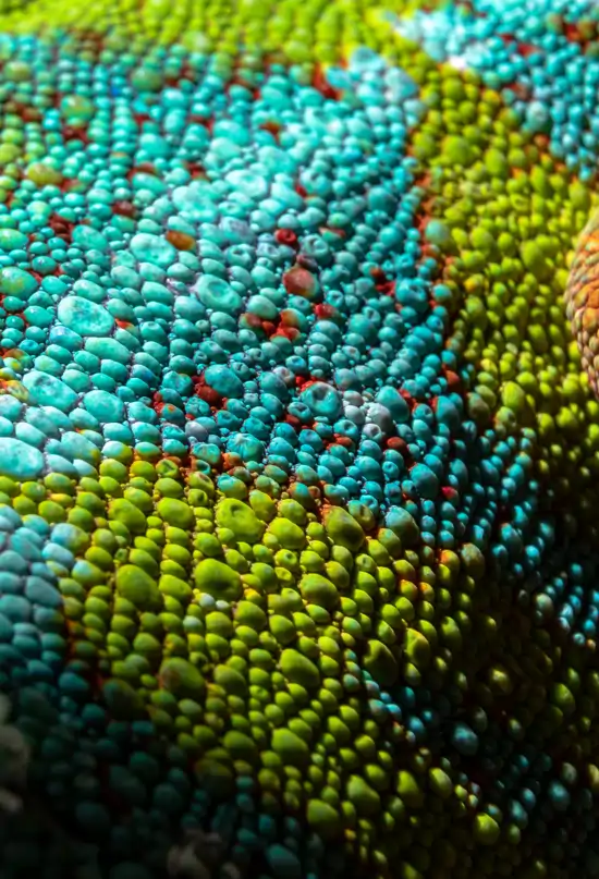 Los patrones más fascinantes del mundo animal: 9 fotos para observar la naturaleza al detalle