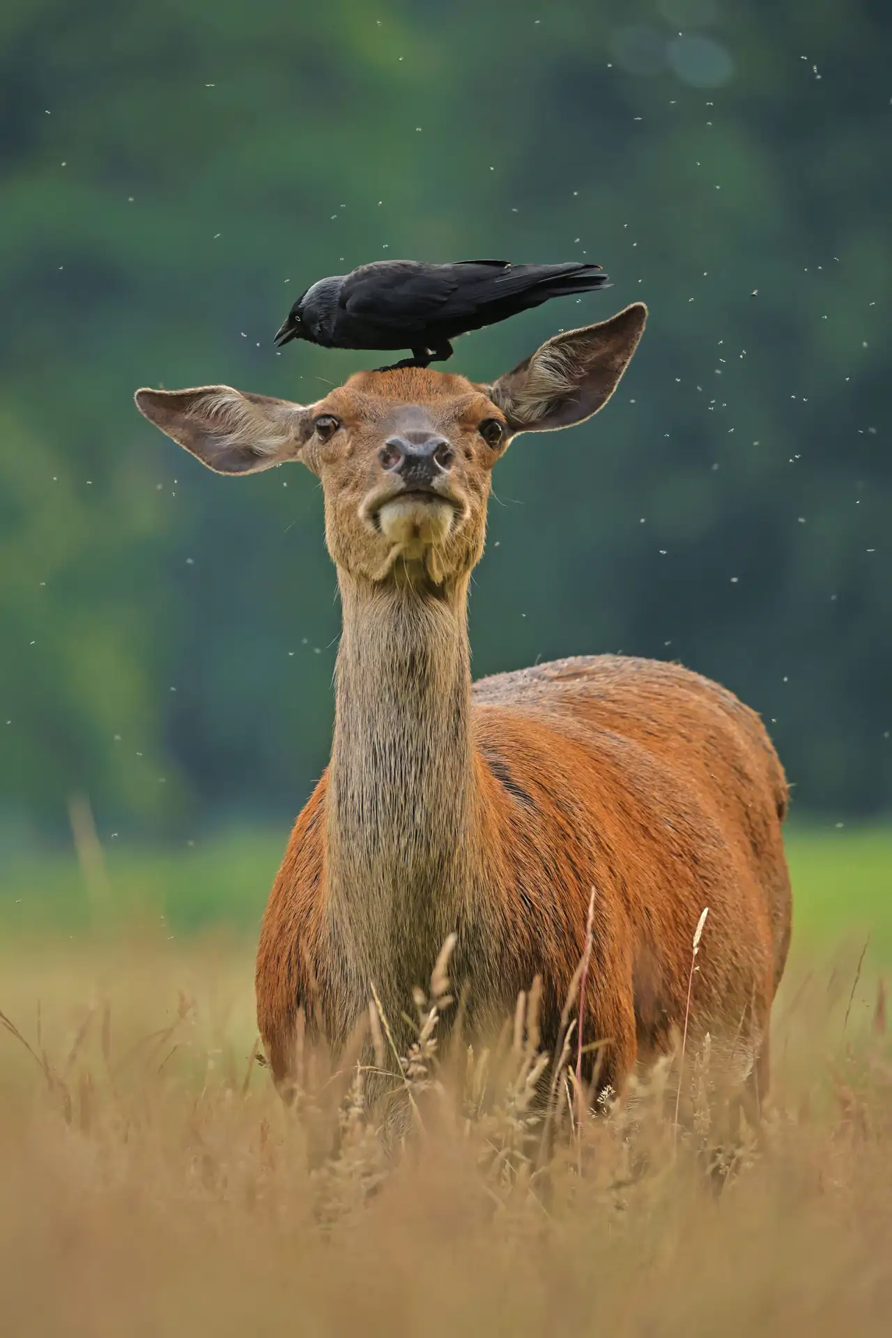 25-el-pajaro-que-susurraba-a-los-ciervos-dimitar-nedelchev-solent-news-cordon-press_8ca46552_250615224449_1280x1920.webp
