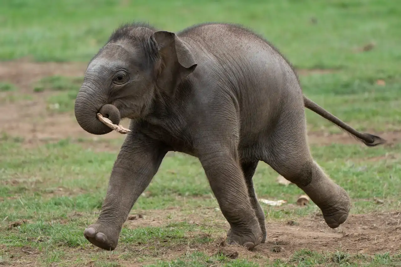 30-baby-asian-elephant-nang-phaya-pa-cordon-press_f3f66295_250615232720_1280x853.webp