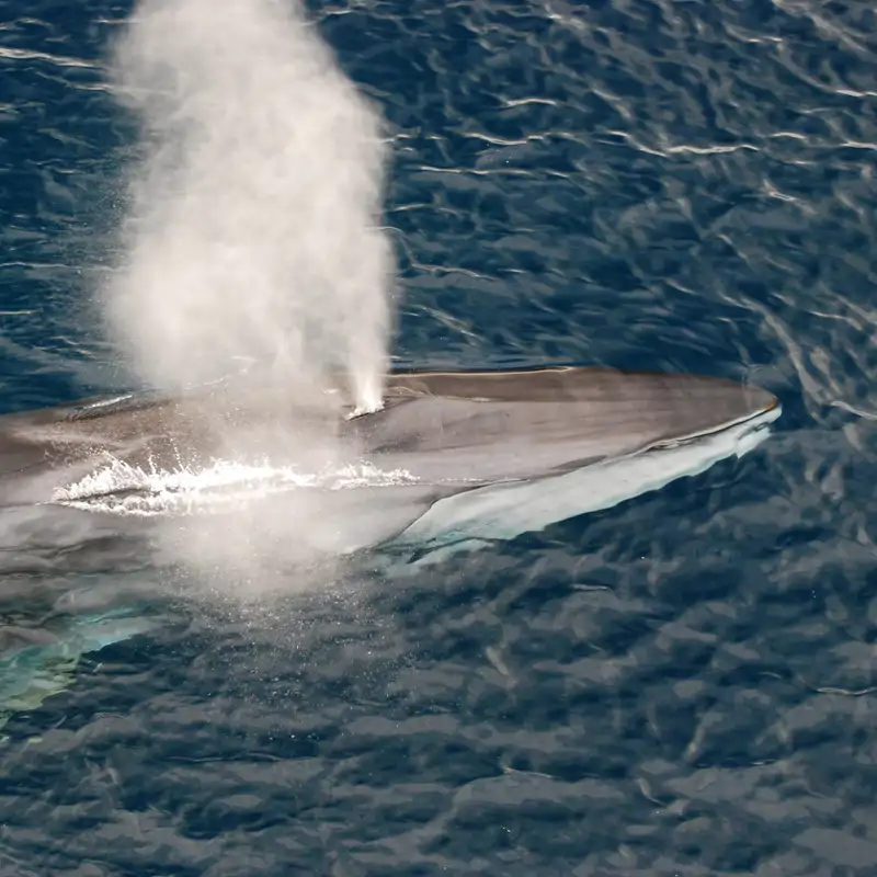 Uno de los mejores lugares en Europa para observar ballenas desde tierra está en España