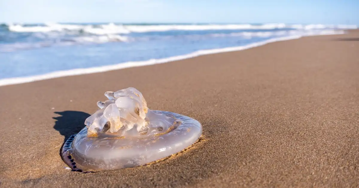Una de las medusas más peligrosas ha sido vista en Ceuta, Málaga y Cádiz