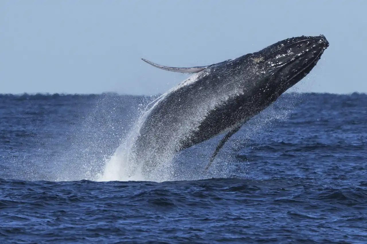 7-ballena_0abfd12e_250626150547_1280x853.webp