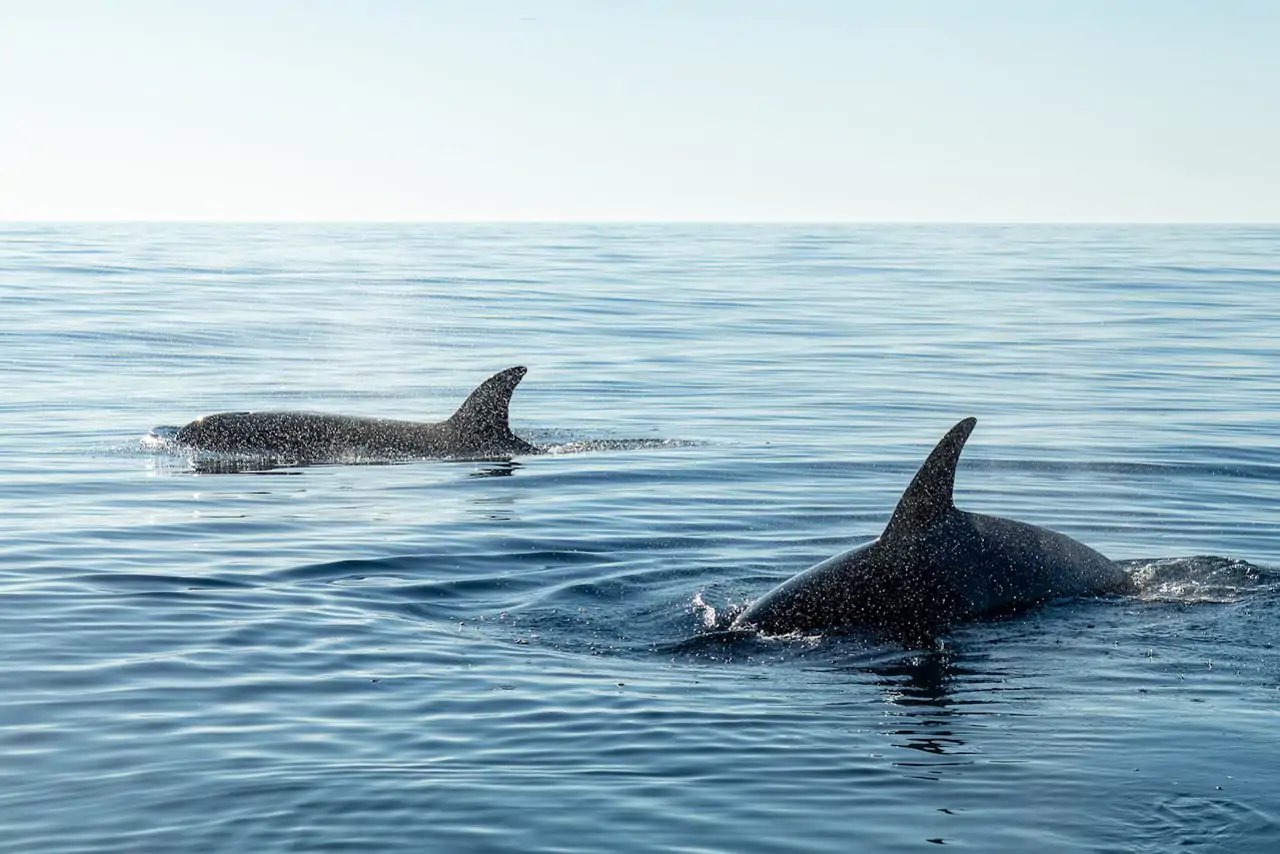 [Imagen: orcas-jovenes_71773665_9500828_250702104...0x854.webp]