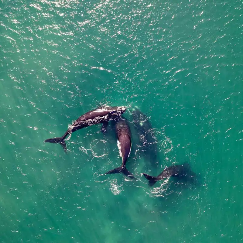 Un hallazgo desconcertante: las orcas comparten comida con humanos como si fueran parte de su grupo