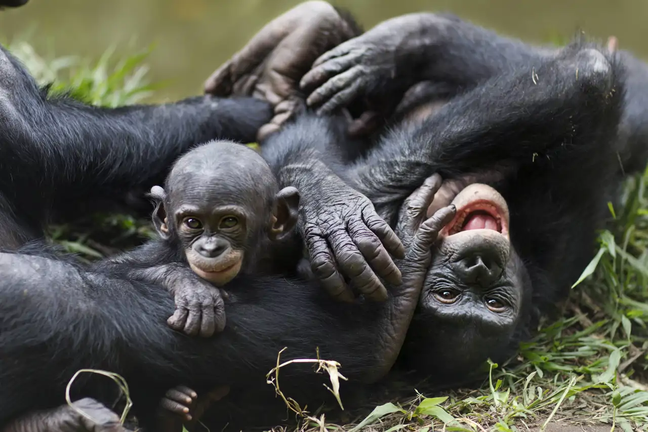 27-bonobo_6837af1b_250703185033_1280x853.webp