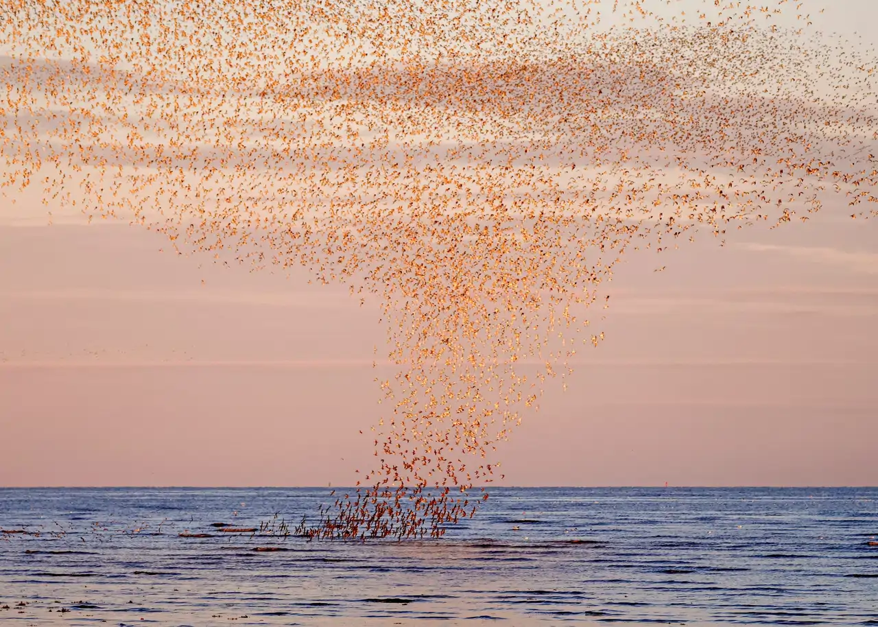 30-tornado-de-pajaros_f9187b9e_250703213654_1280x914.webp