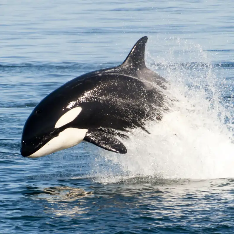 Un hallazgo desconcertante: las orcas comparten comida con humanos como si fueran parte de su grupo