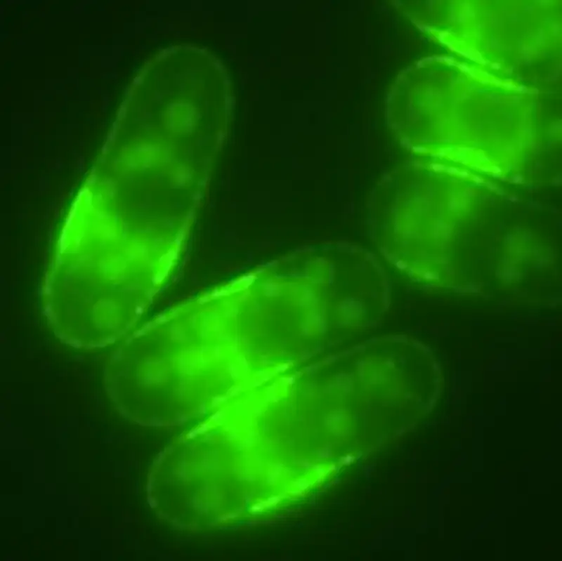 Células de S. Pombe en las que el transportador de glucosa Ght5 está marcado con proteína fluorescente verde (GFP).