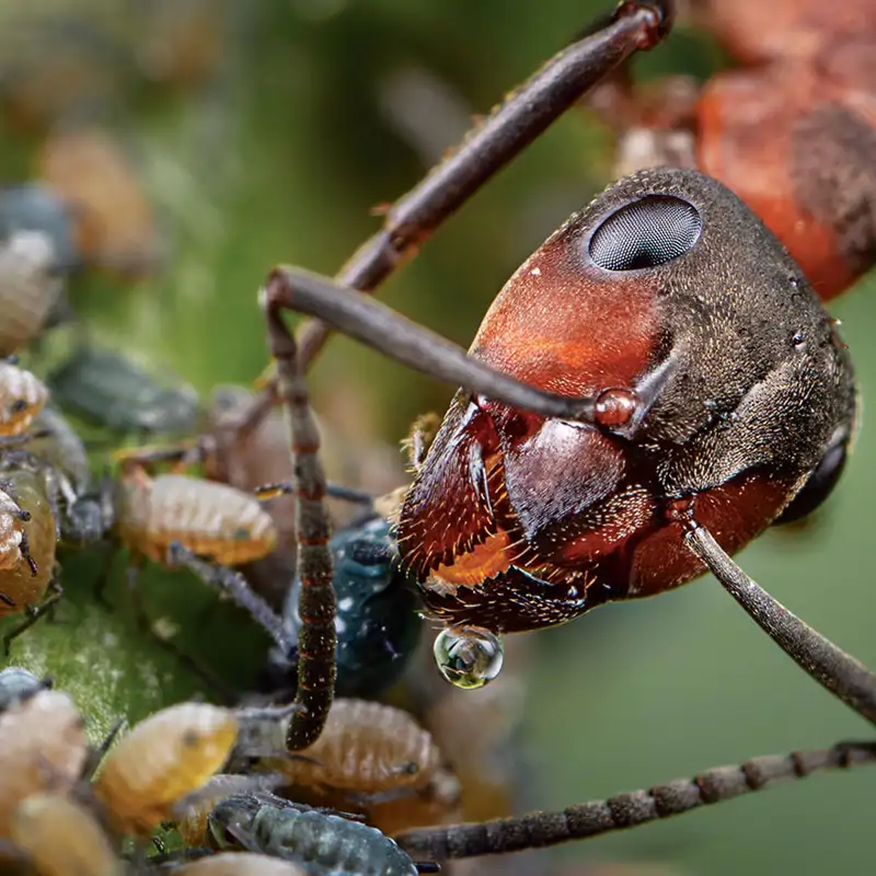Estas hormigas son las guardianas invisibles del bosque