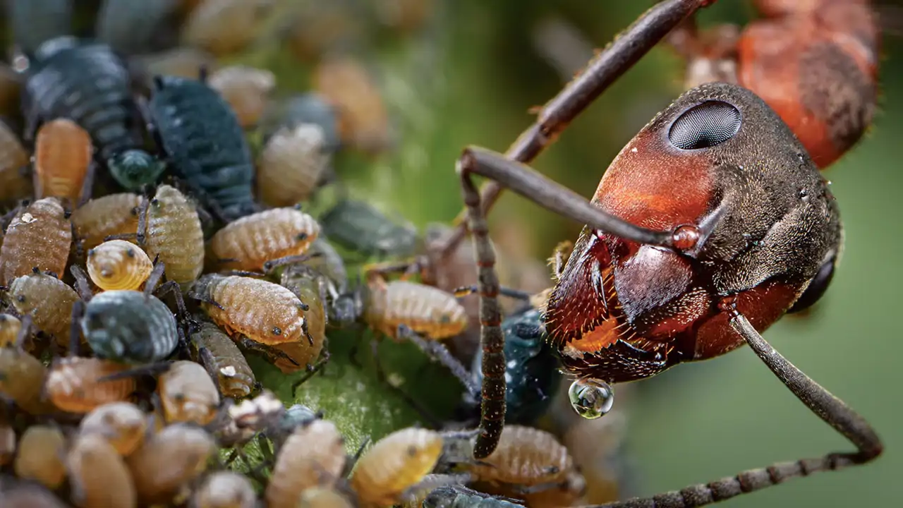 Estas hormigas son las guardianas invisibles del bosque