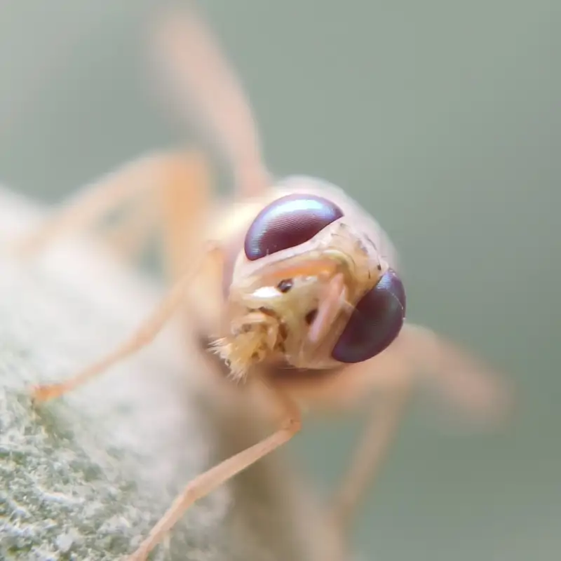 Cuando una mutación en una mosca consiguió revelar el gran misterio de los genes