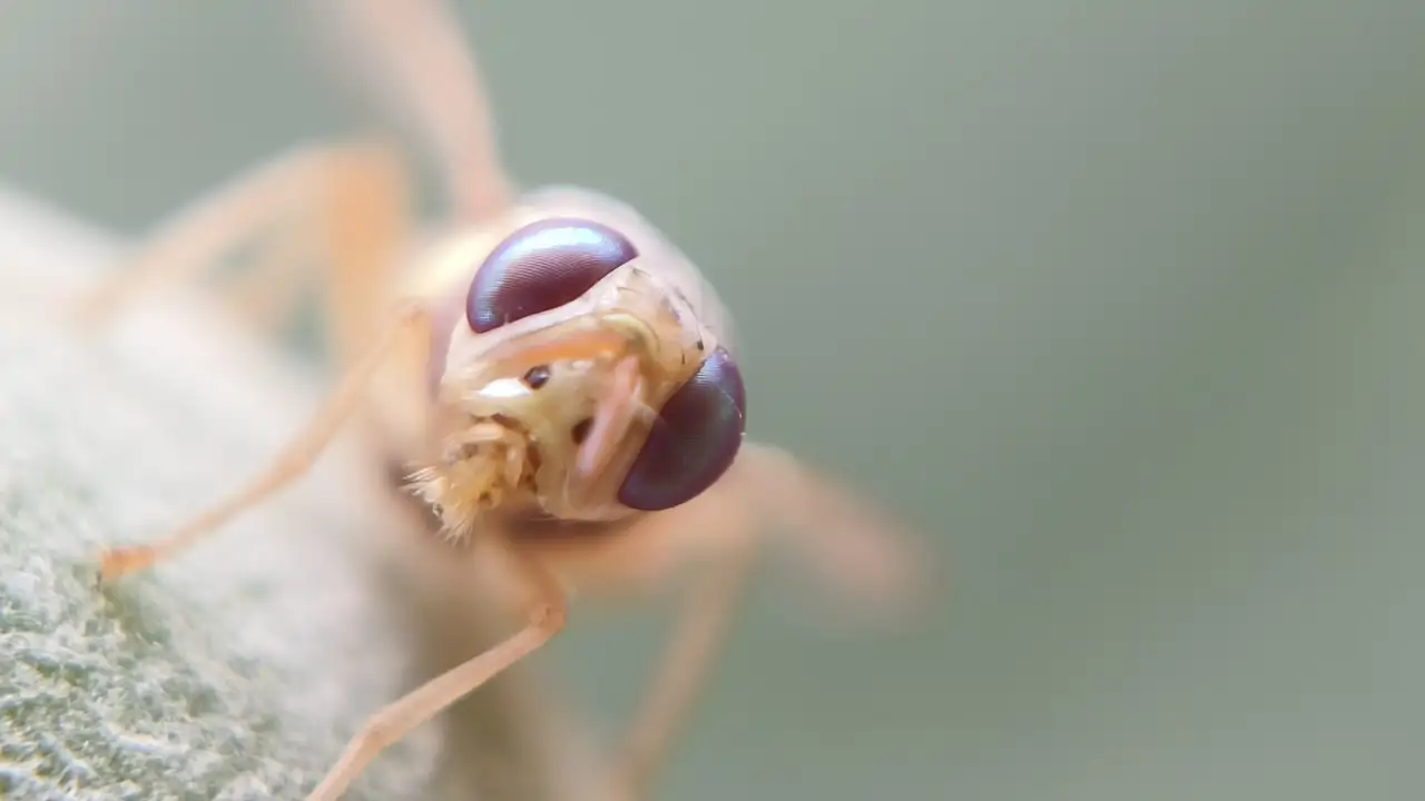 Cuando una mutación en una mosca consiguió revelar el gran misterio de los genes