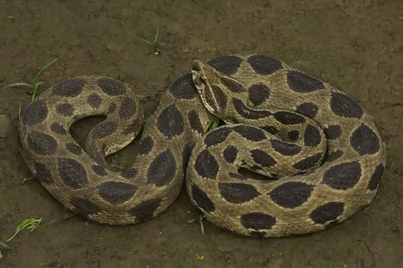 ¿Cuál es la serpiente más venenosa del mundo? Estas son las 5 que debes ...