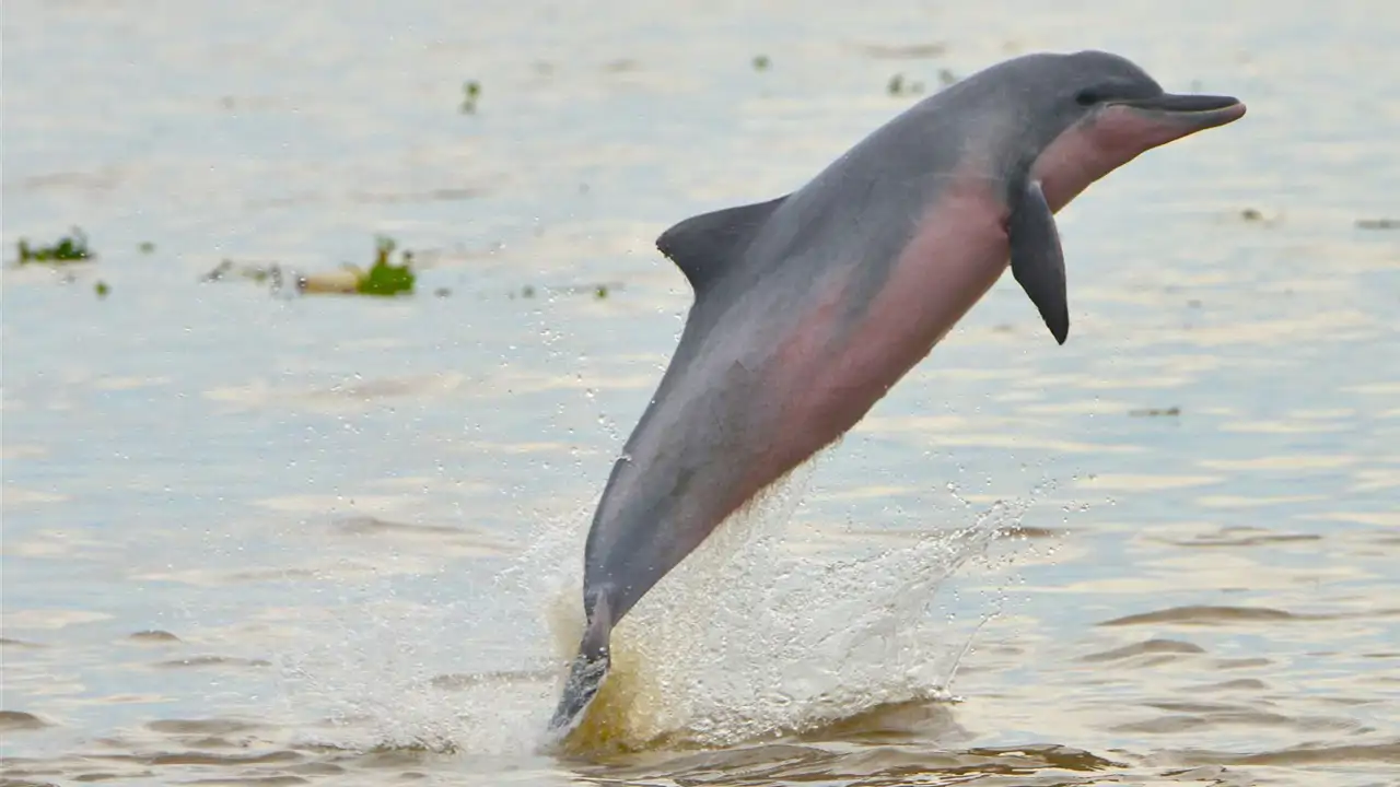 Delfines con 'nariz de payaso': investigan una sofisticada y rara estrategia de caza (que también los protege)