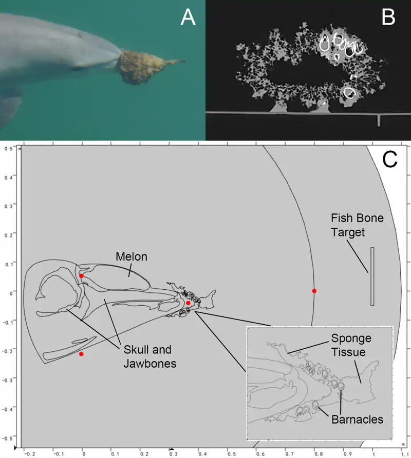 estudio delfines esponja