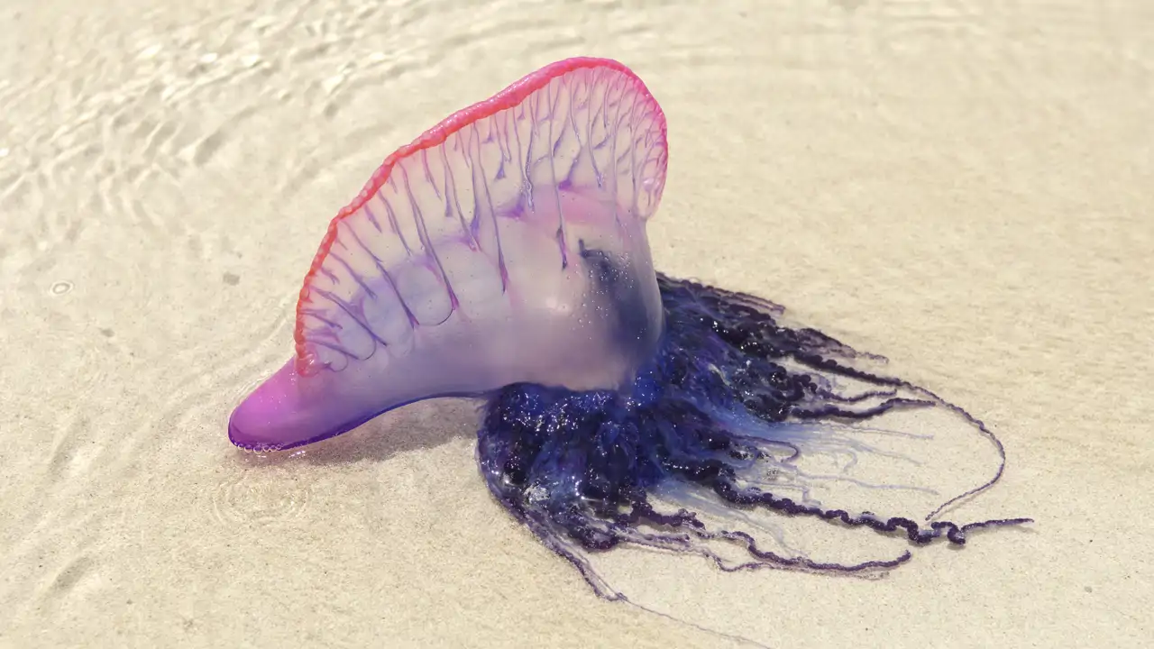 Pican y no son medusas: científicos estudian a las carabelas portuguesas e identifican cuatro especies
