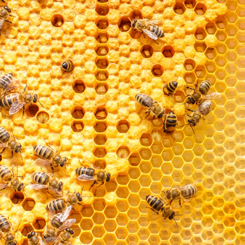 ¿Por qué las abejas son esenciales para los ecosistemas?