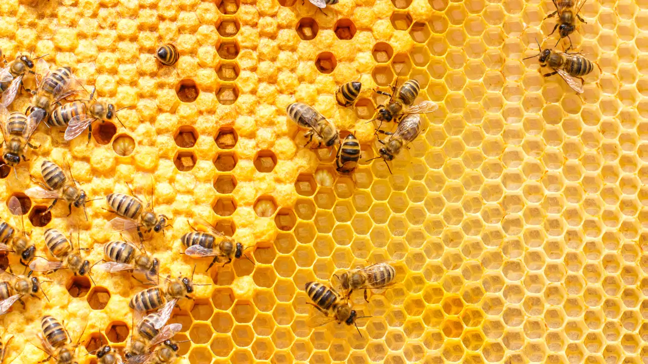¿Por qué las abejas son esenciales para los ecosistemas?