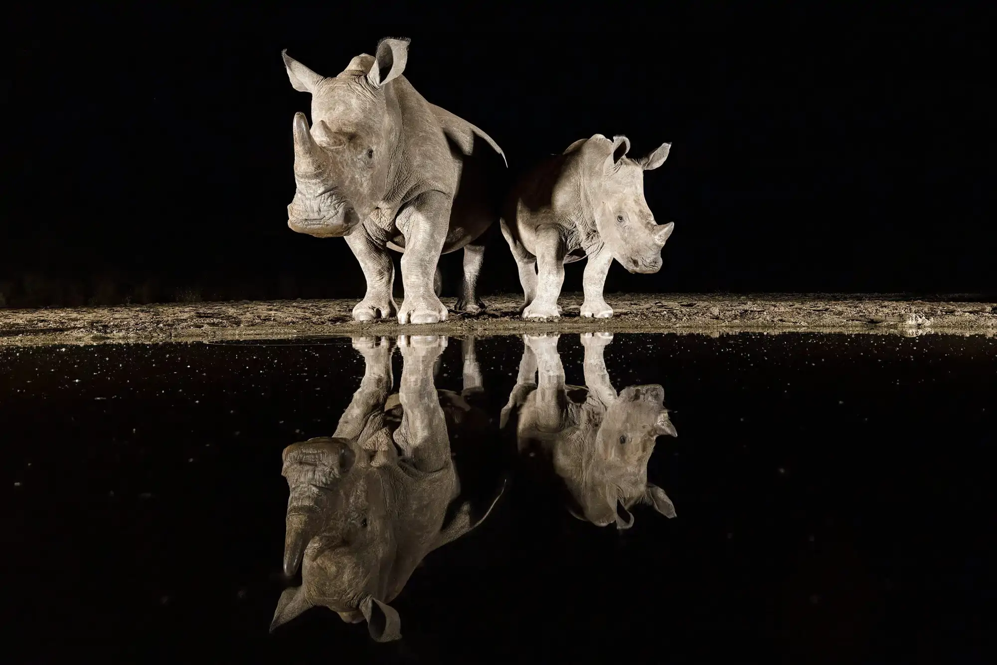 bufalos-beben-agua-safari-reflejo-del-agua-sn-moon-animals-reflect-07_a2071e8d_250721152208_2000x1335.webp