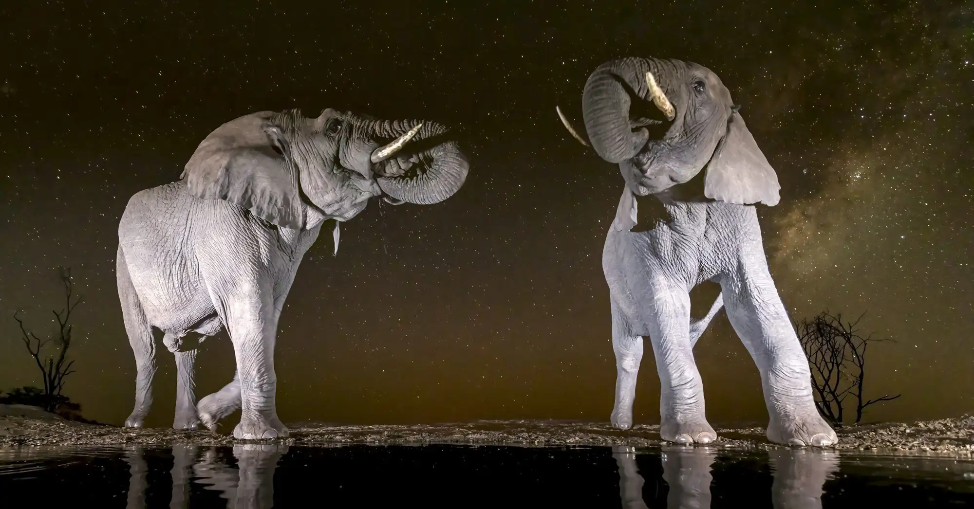 elefantes-beben-agua-safari-reflejo-del-agua-sn-moon-animals-reflect-10_4e7fdce8_250721152209_2000x1046.webp