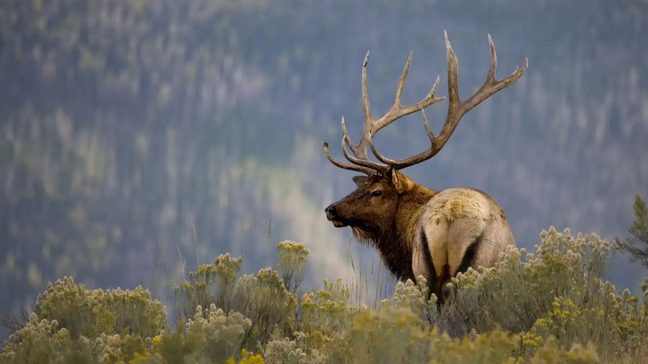 No, los animales del Parque Nacional Yellowstone no están huyendo