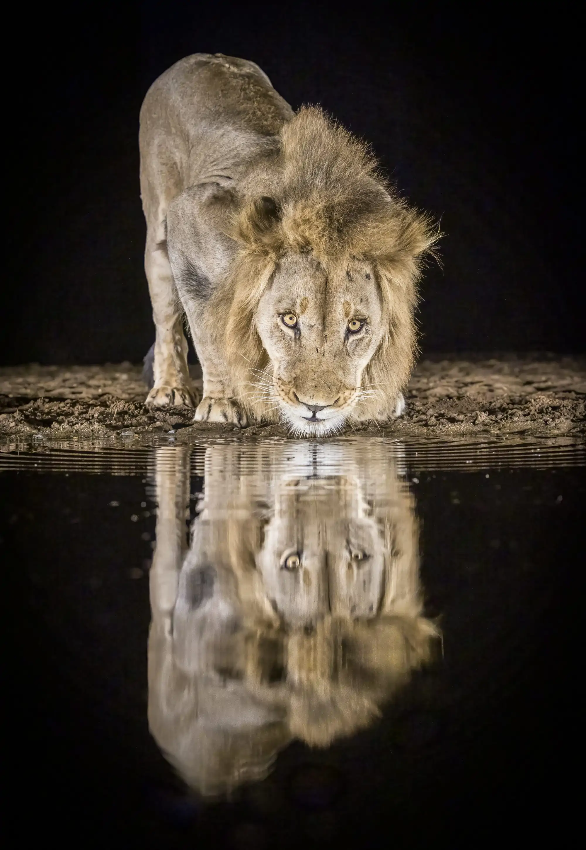 leon-beben-agua-safari-reflejo-del-agua-sn-moon-animals-reflect-01_117c6514_250721152226_2000x2902.webp
