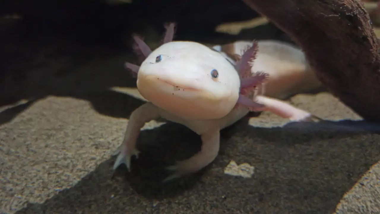 Los 10 animales más raros del mundo