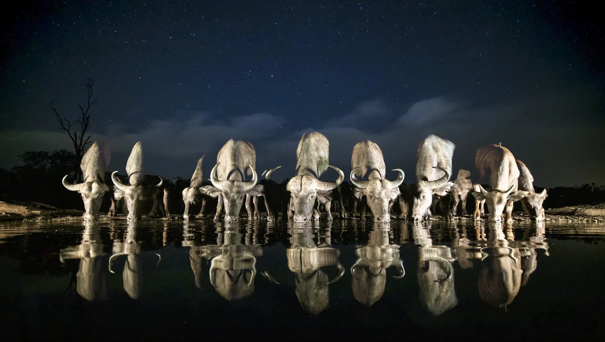 bufalos-beben-agua-reflejo-safari-sn-moon-animals-reflect_b9495b71_08_250722134830_2000x1131.webp