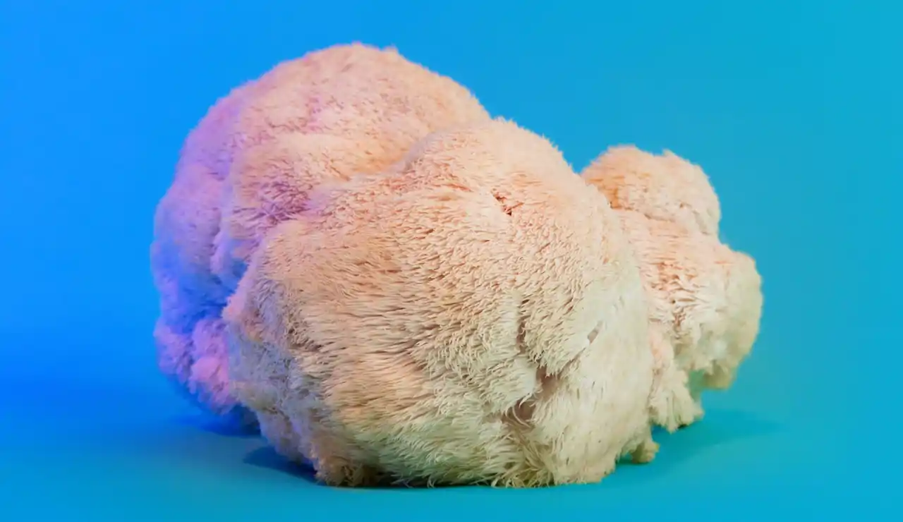 Cola de pavo, chaga, melena de león... ¿Ayudan realmente estos suplementos de hongos?