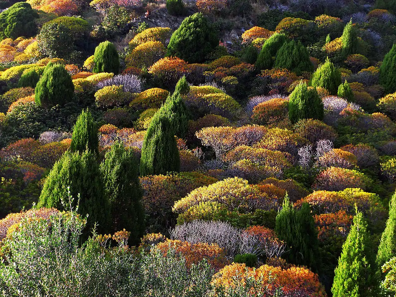14-maquia-en-el-sur-de-cerdena-vid-pogacnik_3f6c3178_250802190254_1280x960.webp