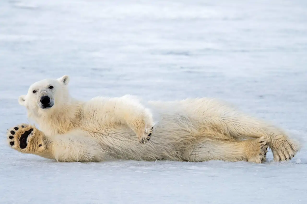 22-oso-polar_a7617e15_250805170317_1280x853.webp